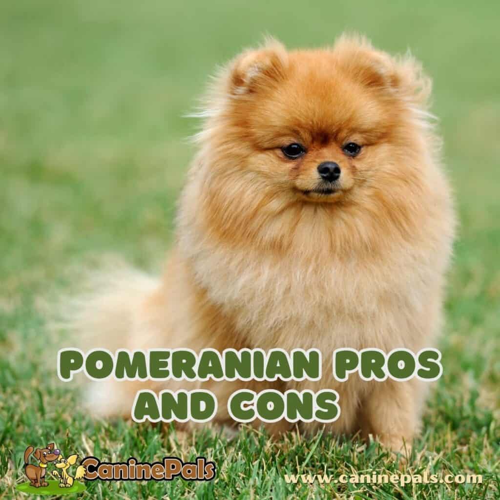 Pomeranian Behavior Issues