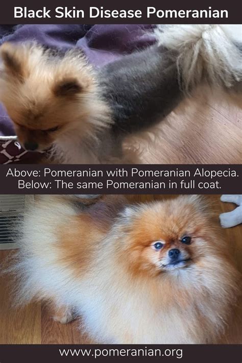 Pomeranian Black Skin Disease Symptoms