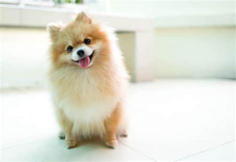 Pomeranian Heart Problems