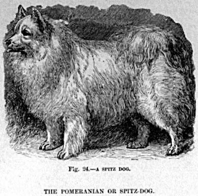 Pomeranian History