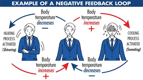 Positive And Negative Feedback Loop