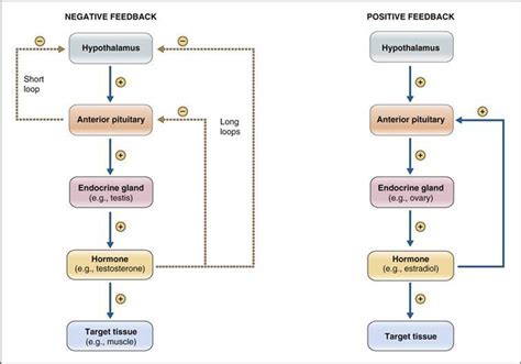 Positive Feedback Hormone