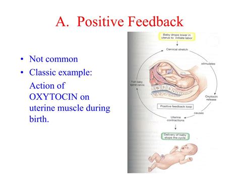 Positive Feedback Hormones Examples