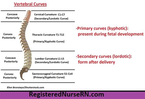 Primary Curves In The Spine