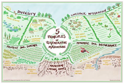 Principles Of Regenerative Agriculture Groundswell Groundswell