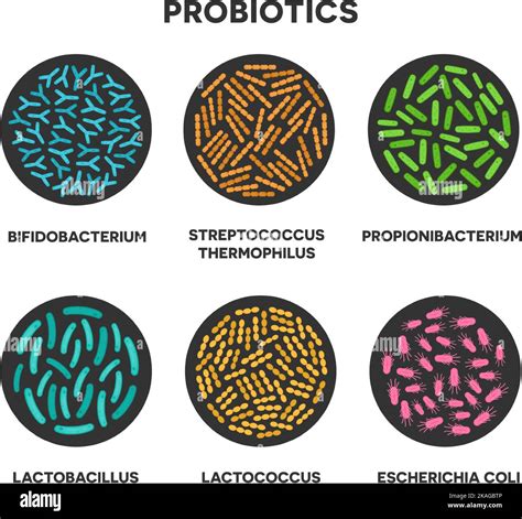 Probi Ticos Bifidobacterium Lactobacilo Estreptococo Thermophilus