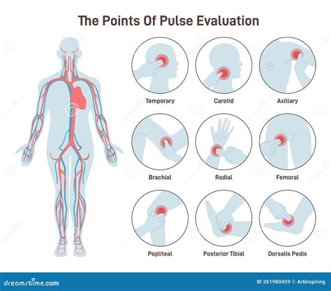 Pulse Point Neck