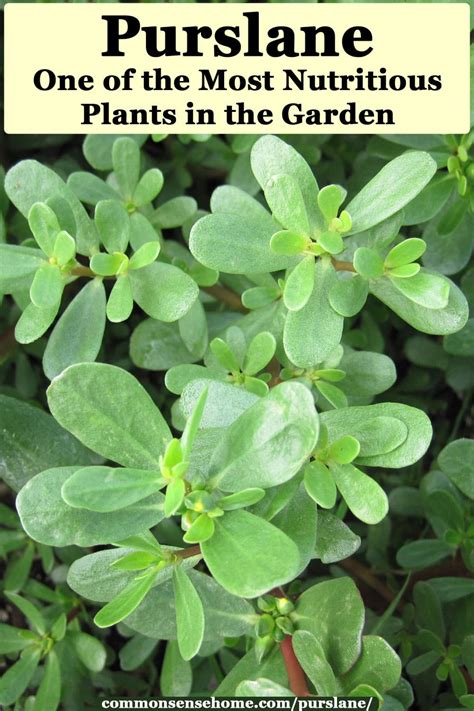 Purslane Benefits Diabetes