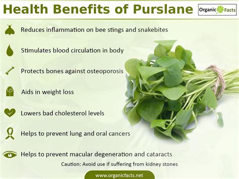 Purslane Benefits For Men