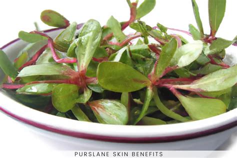 Purslane Benefits For Skin Whitening