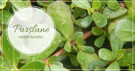 Purslane Medicinal Uses And Benefits