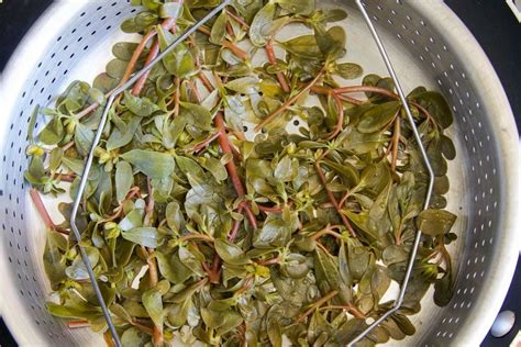 Purslane Recipes