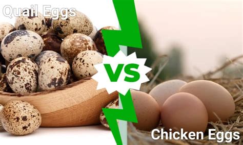 Quail Egg Nutrition Vs Chicken