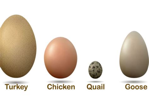 Quail Egg Vs Chicken Size