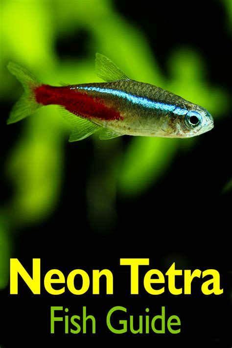 Quiet Corner Neon Tetra Fish Guide Quiet Corner