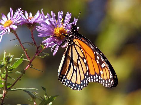 Recent Monarch Butterflies