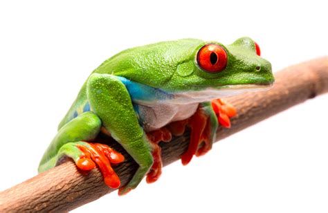 Red Eyed Tree Frog Care Sheet Food Habitat Amp Health Petco