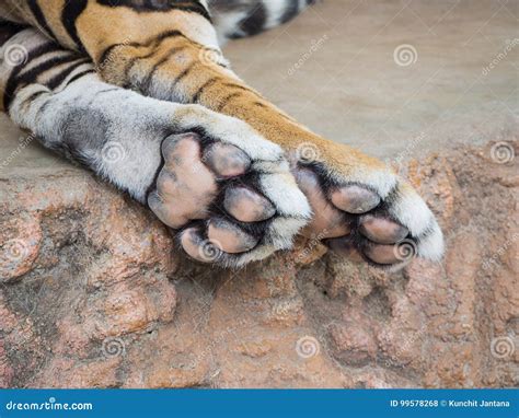 Related Searches Bgc Tiger Feet