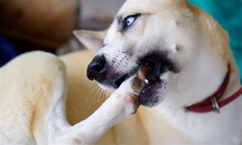 Related Searches Canine Chewing Paws