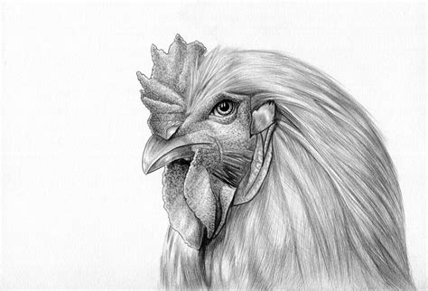 Related Searches Detailed Chicken Drawings