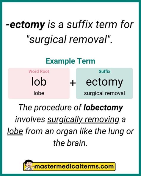 Related Searches Ectomy Medical Terminology