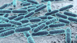 Related Searches Lacticaseibacillus Casei Benefits