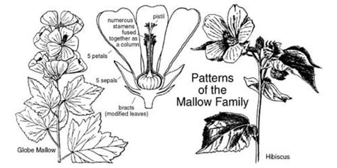 Related Searches Malvaceae Family Study