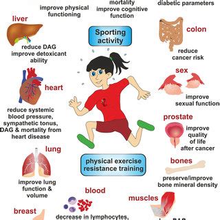 Representative Health Promoting Effects Of Sports Physical Exercise Download Scientific