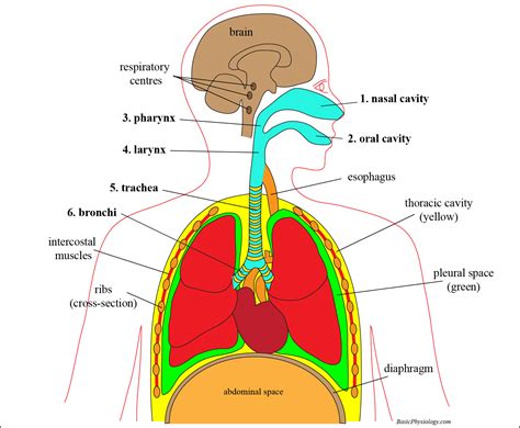 Respiratory System Diagram