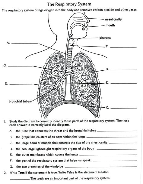 Respiratory System Grade 6 Worksheet