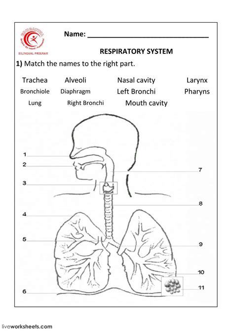 Respiratory System Healthcare Intro