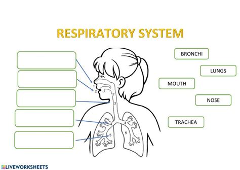 Respiratory System Journal Pdf