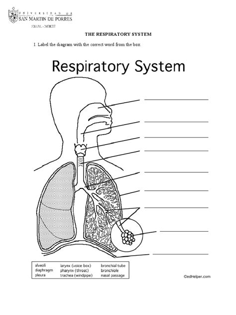 Respiratory System Pdf