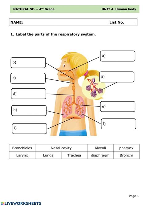 Respiratory System Worksheet Grade 4