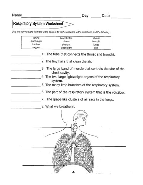 Respiratory System Worksheet Grade 8