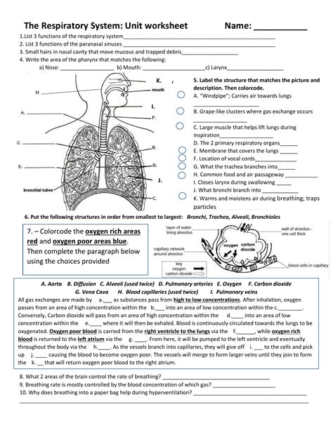 Respiratory System Worksheets Printable