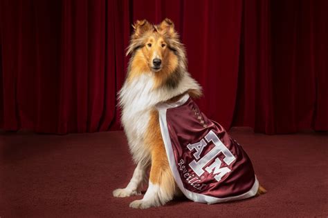 Reveille Texas A M University