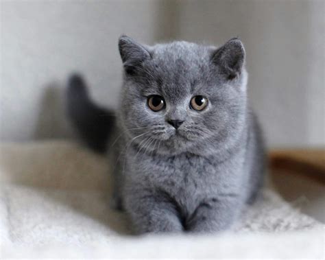 Ronald Male British Shorthair Kitten For Sale In New York United States Profile Id 271178