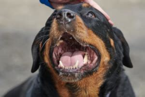 Rottweiler Health Problems Symptoms