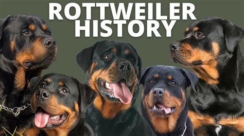 Rottweiler History