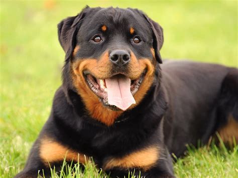 Rottweiler Price