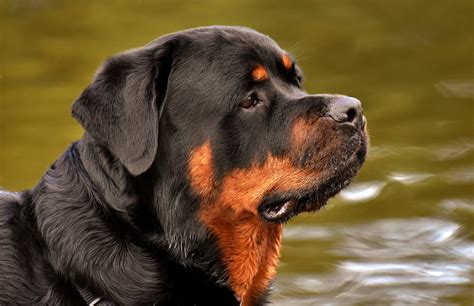 Rottweiler Temperament