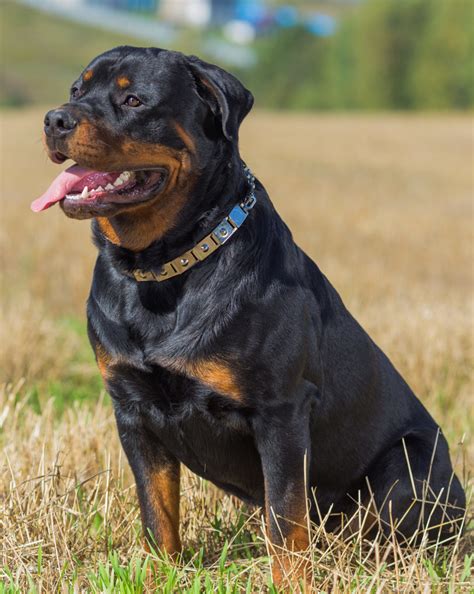 Rottweiler Wiki