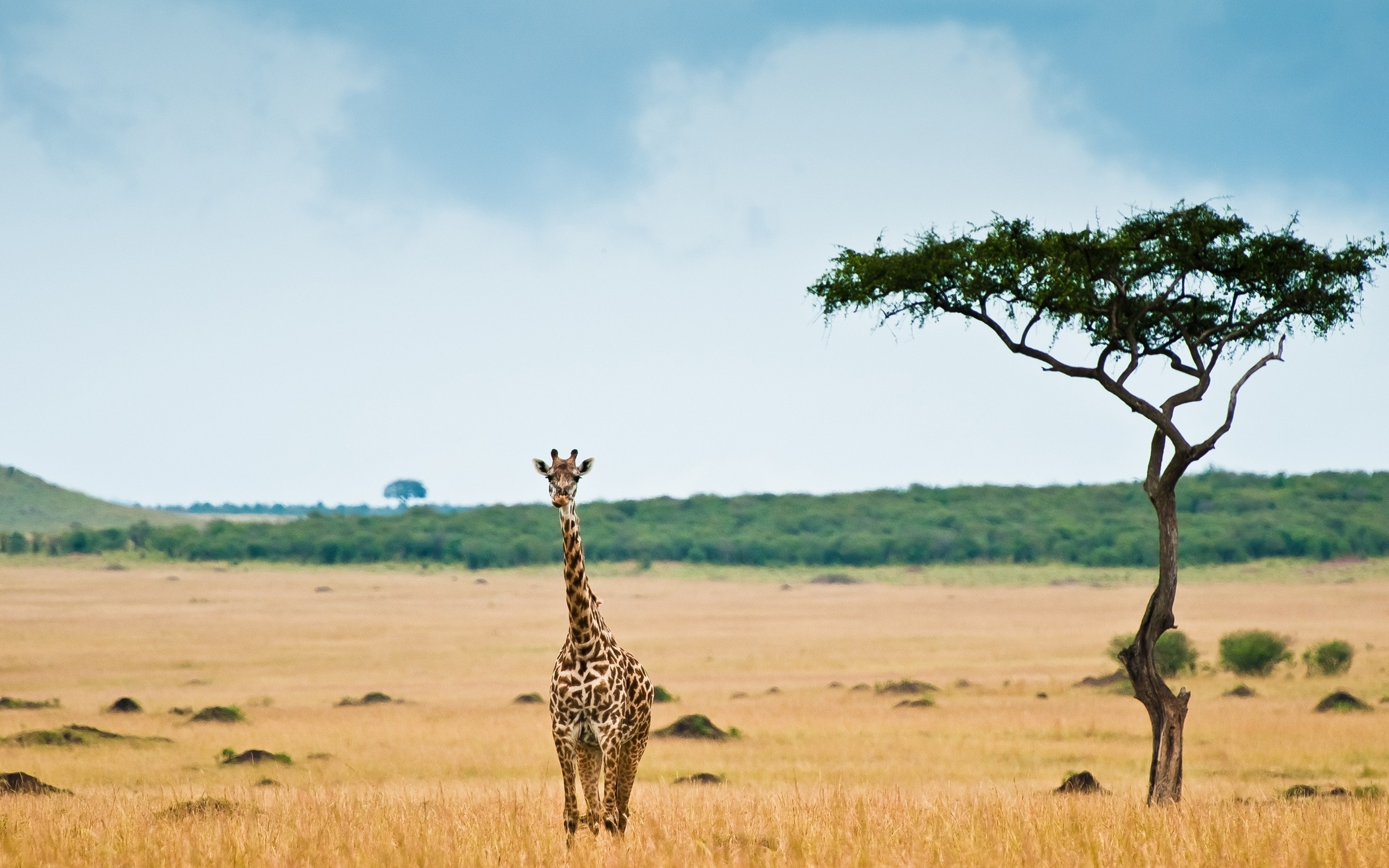 Savannah Desert Animals