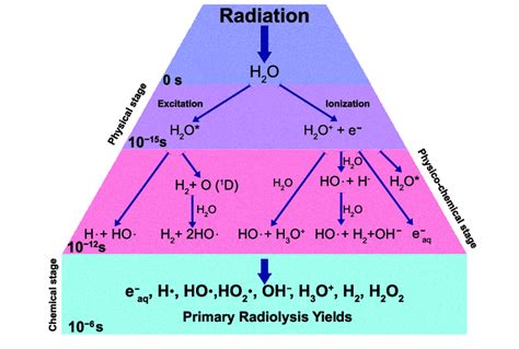 Schematic Diagram Of Water Radiolysis Process Download Scientific