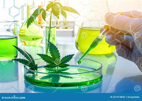 Scientific Research Of Medical Cannabis For Use In Medicine Stock Image