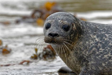 Seals Hold Their Breath Underwater