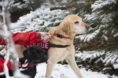 Search And Rescue Dog