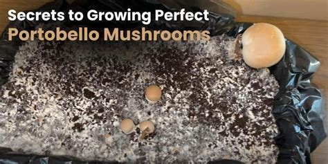 Secrets Of Portobello Mushrooms