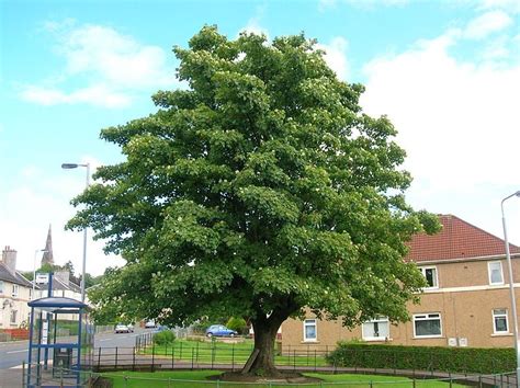 Secrets Of The Sycamore Ireland S Wildlife